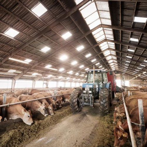 NÔNG NGHIỆP & CHĂN NUÔI